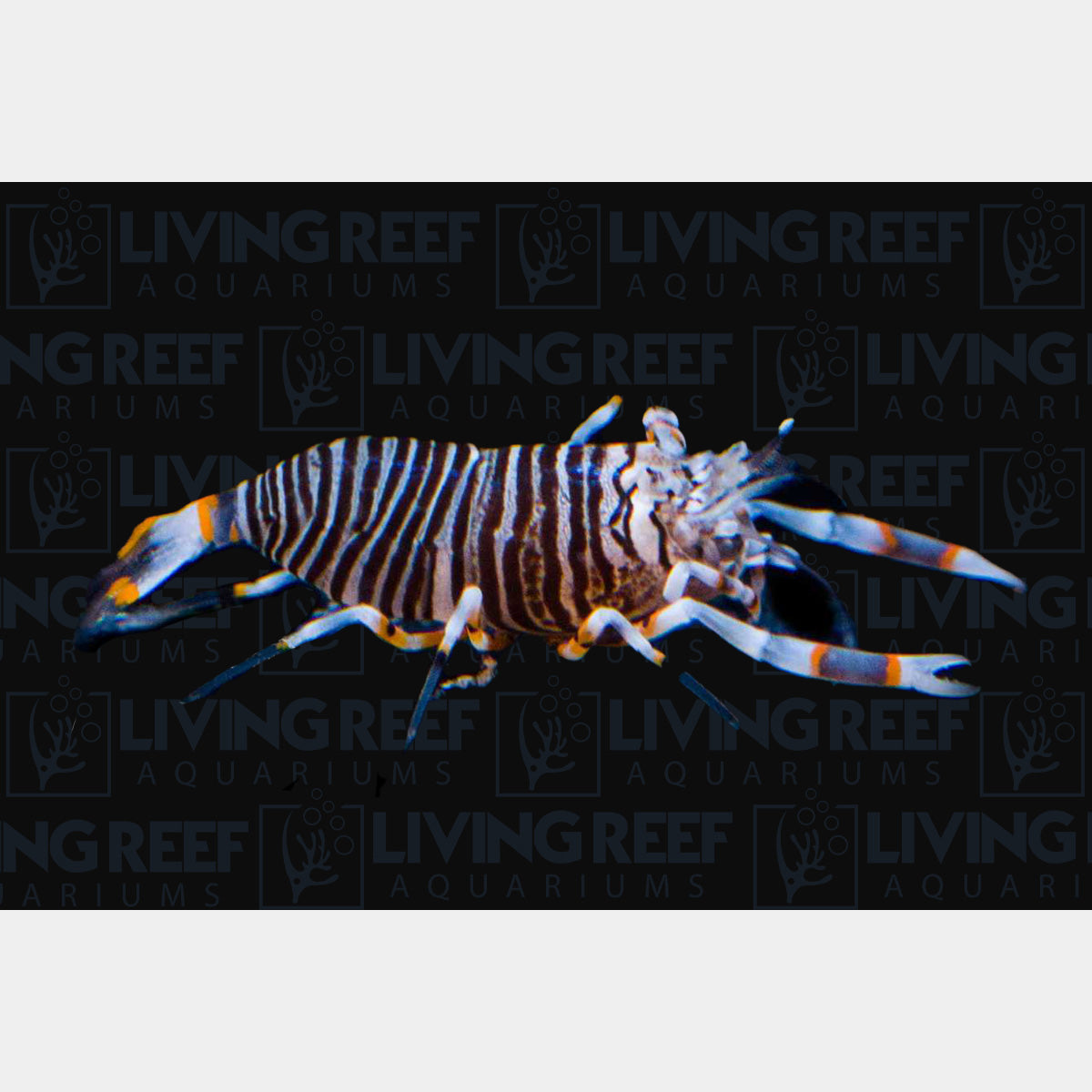 Bumblebee Shrimp