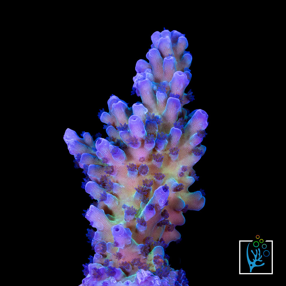 Cali Tort Acropora