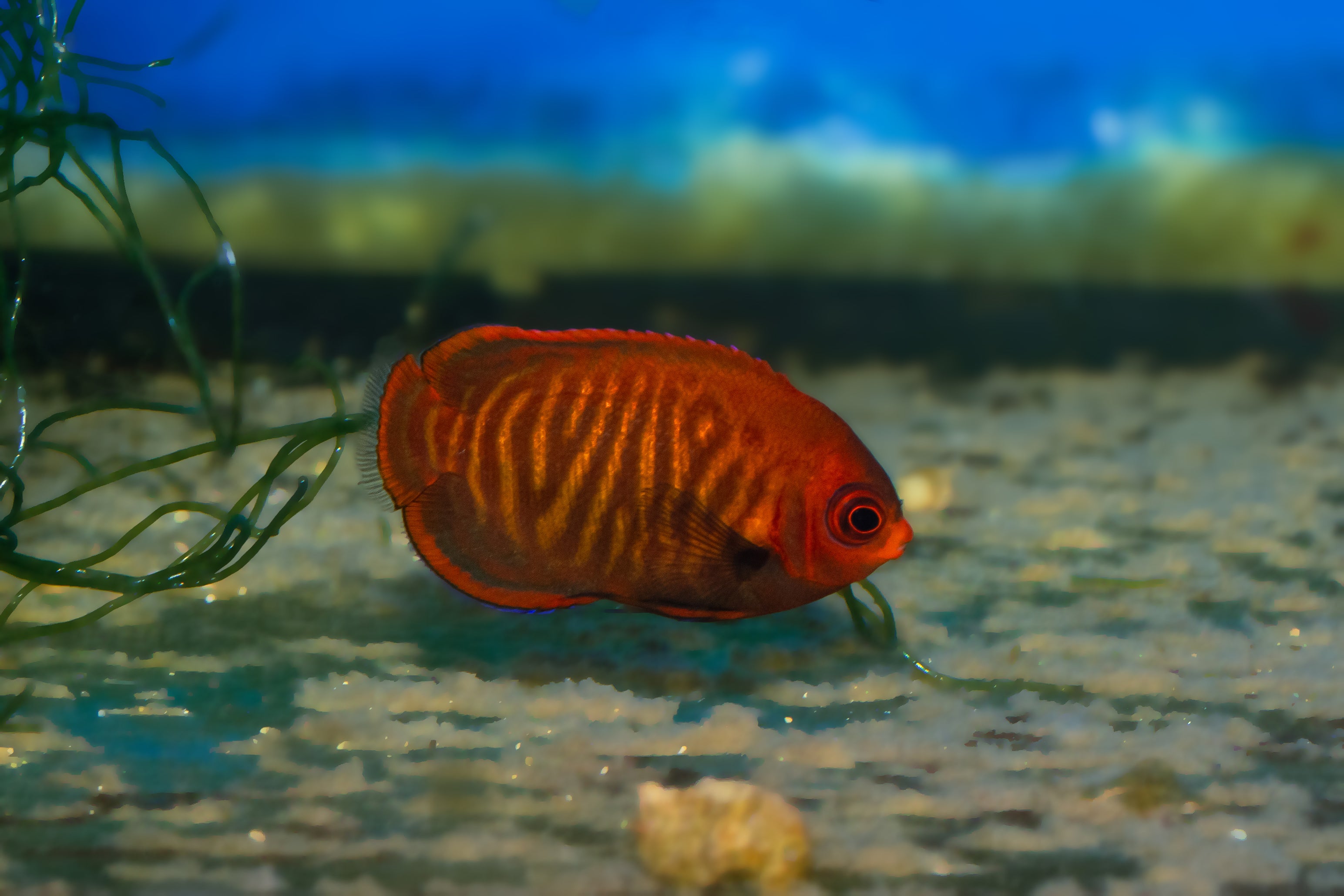 Golden Angelfish (Biota Captive bred)