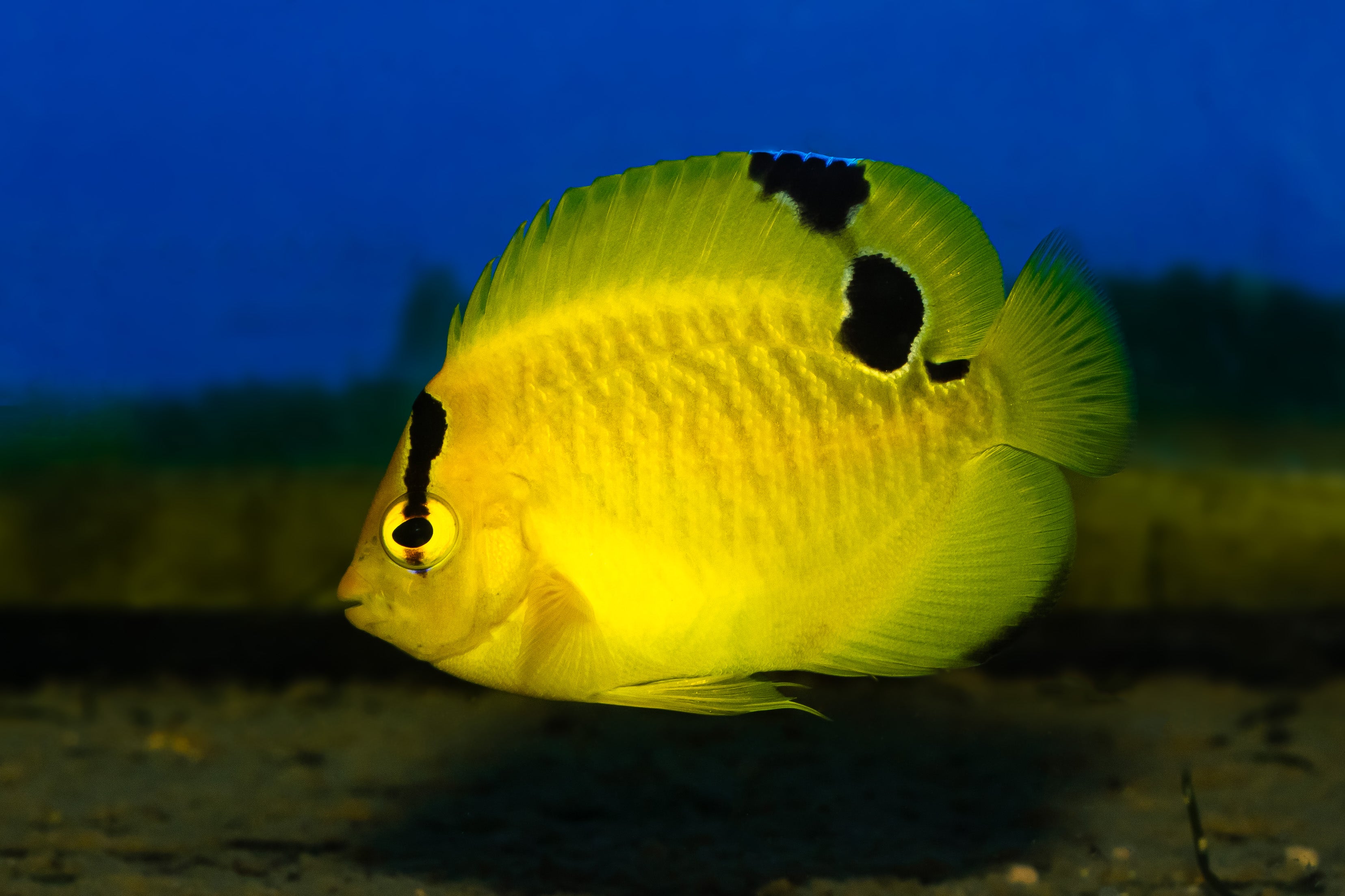 Goldflake Angelfish (Biota Captive bred)