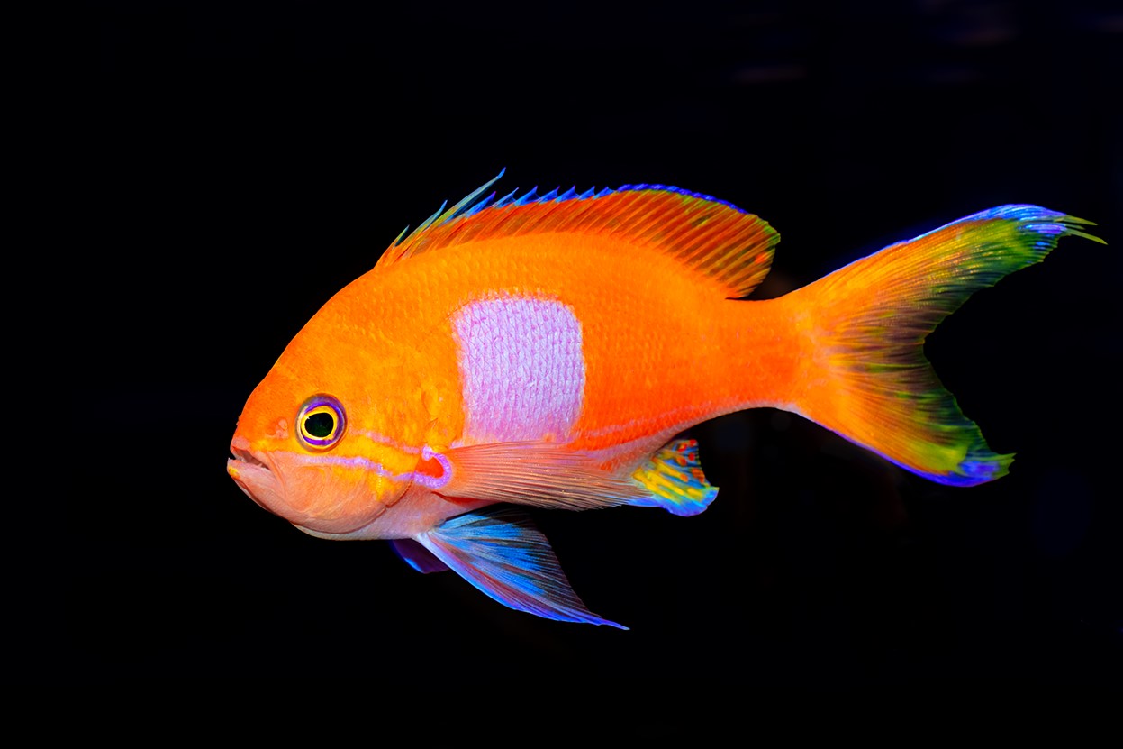 Square Block Anthias