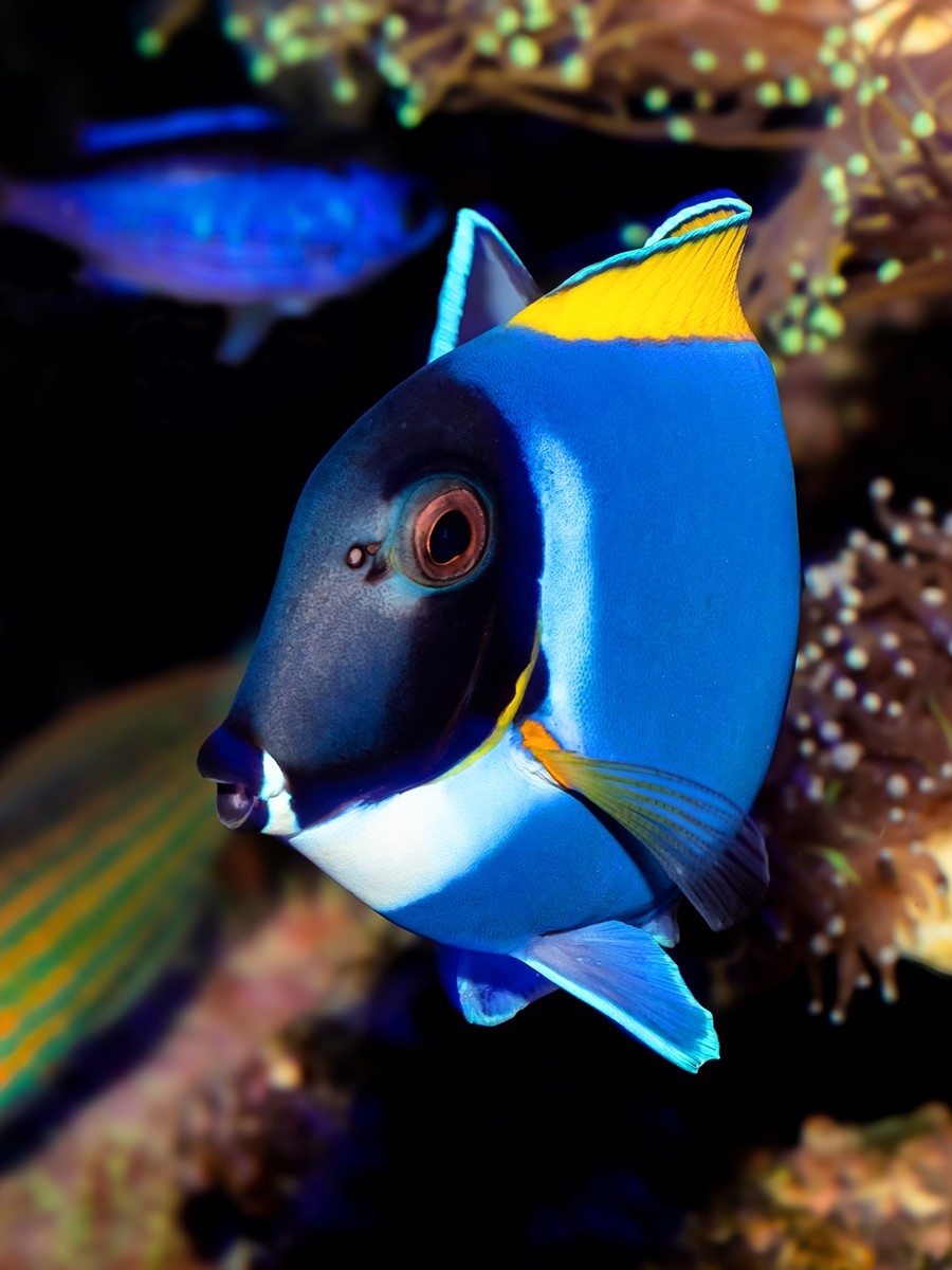 Powder Blue Tang