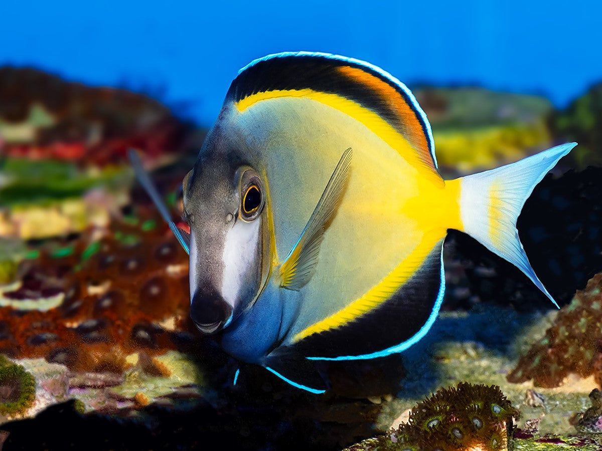 Powder Brown Tang