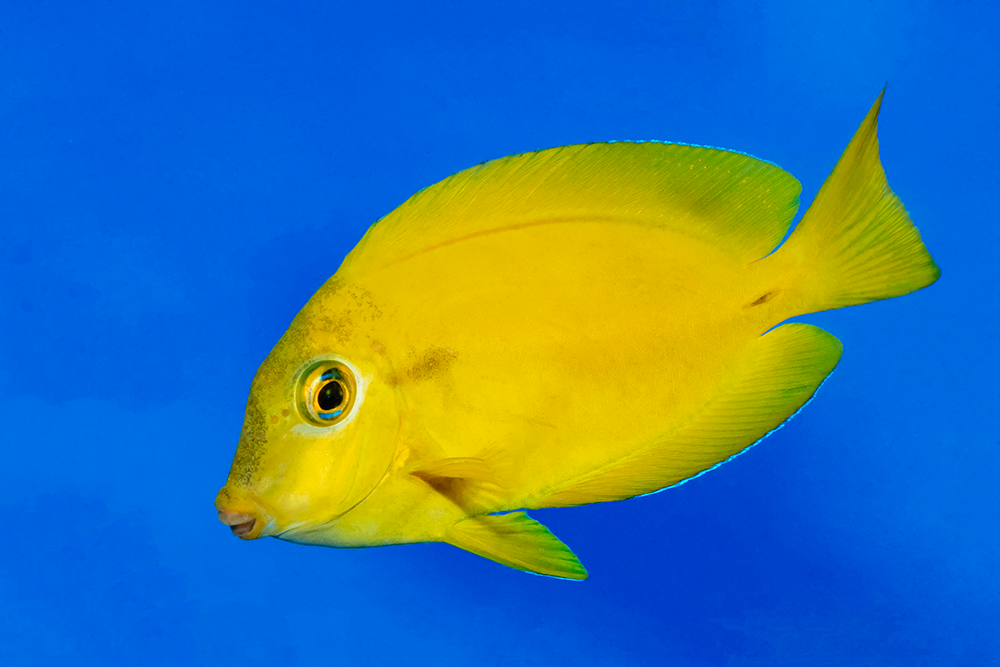 Orange Shoulder Tang