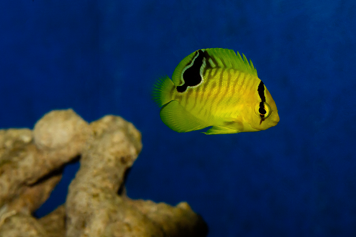 Goldflake Angelfish (Biota Captive bred)