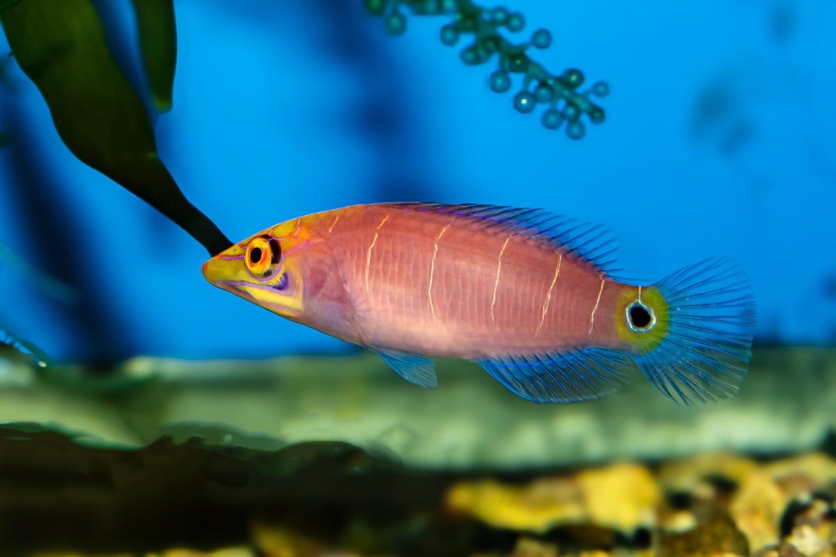 Mystery Wrasse