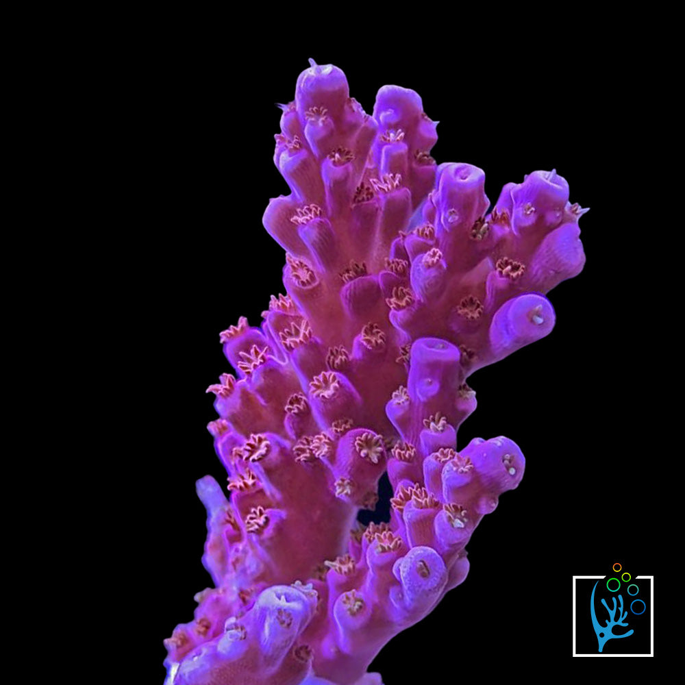 Orange Sherbet Acropora