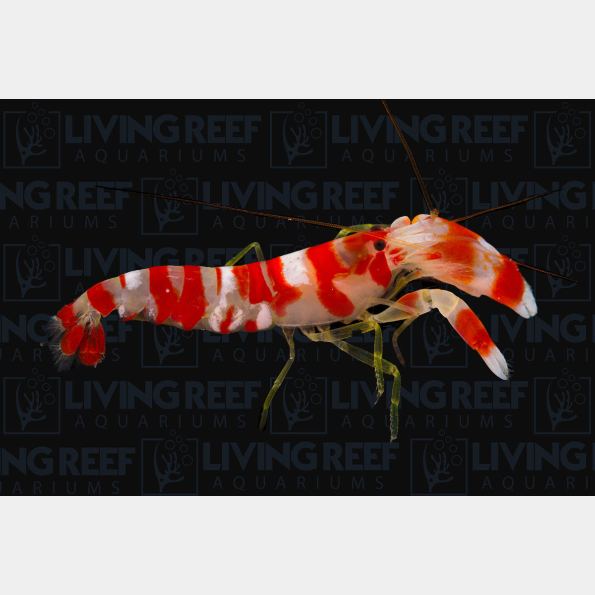 Candy Pistol Shrimp