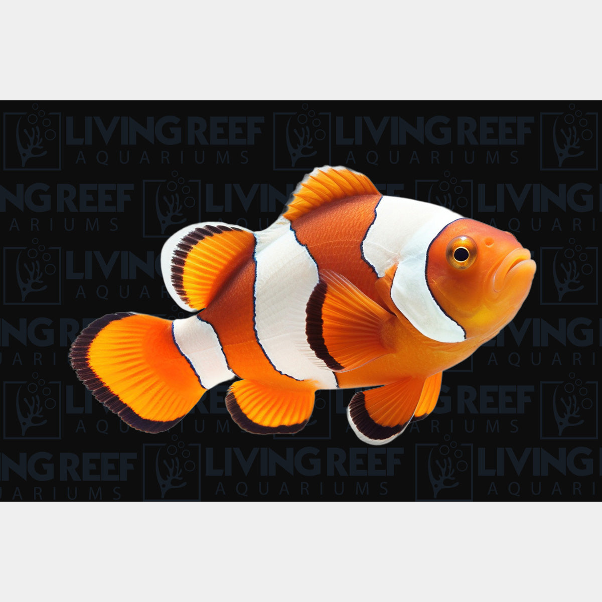 Ocellaris Clown Fish - SM (Captive bred ProAquatix)