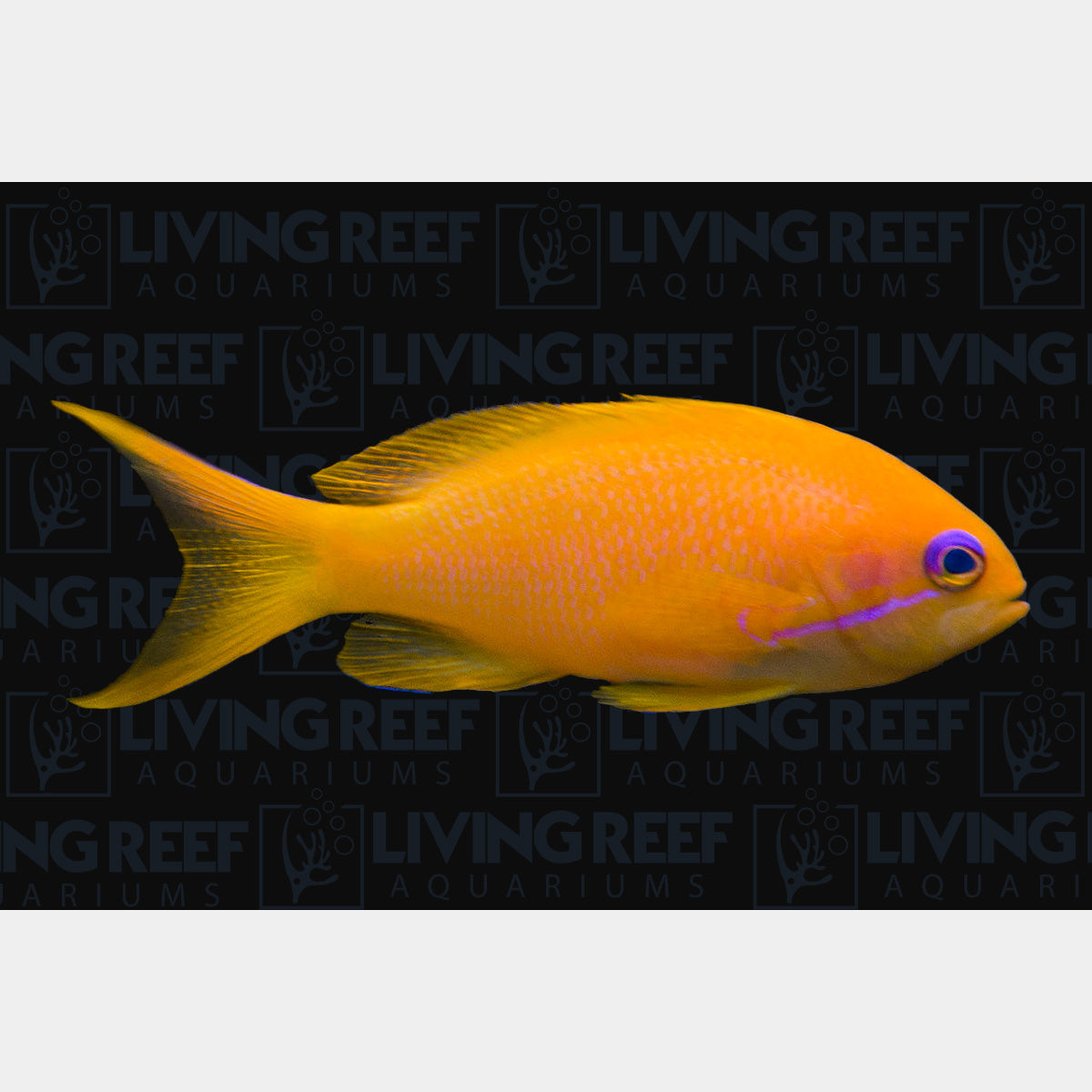 Common Anthias
