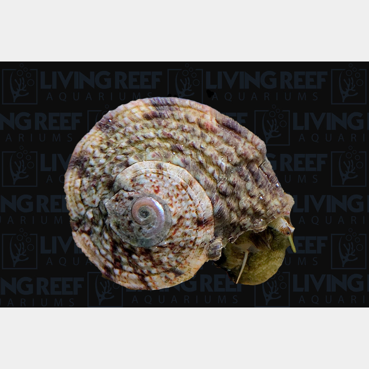 Crowned Turbo Snail