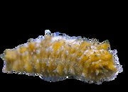 Caribbean Sea Cucumber