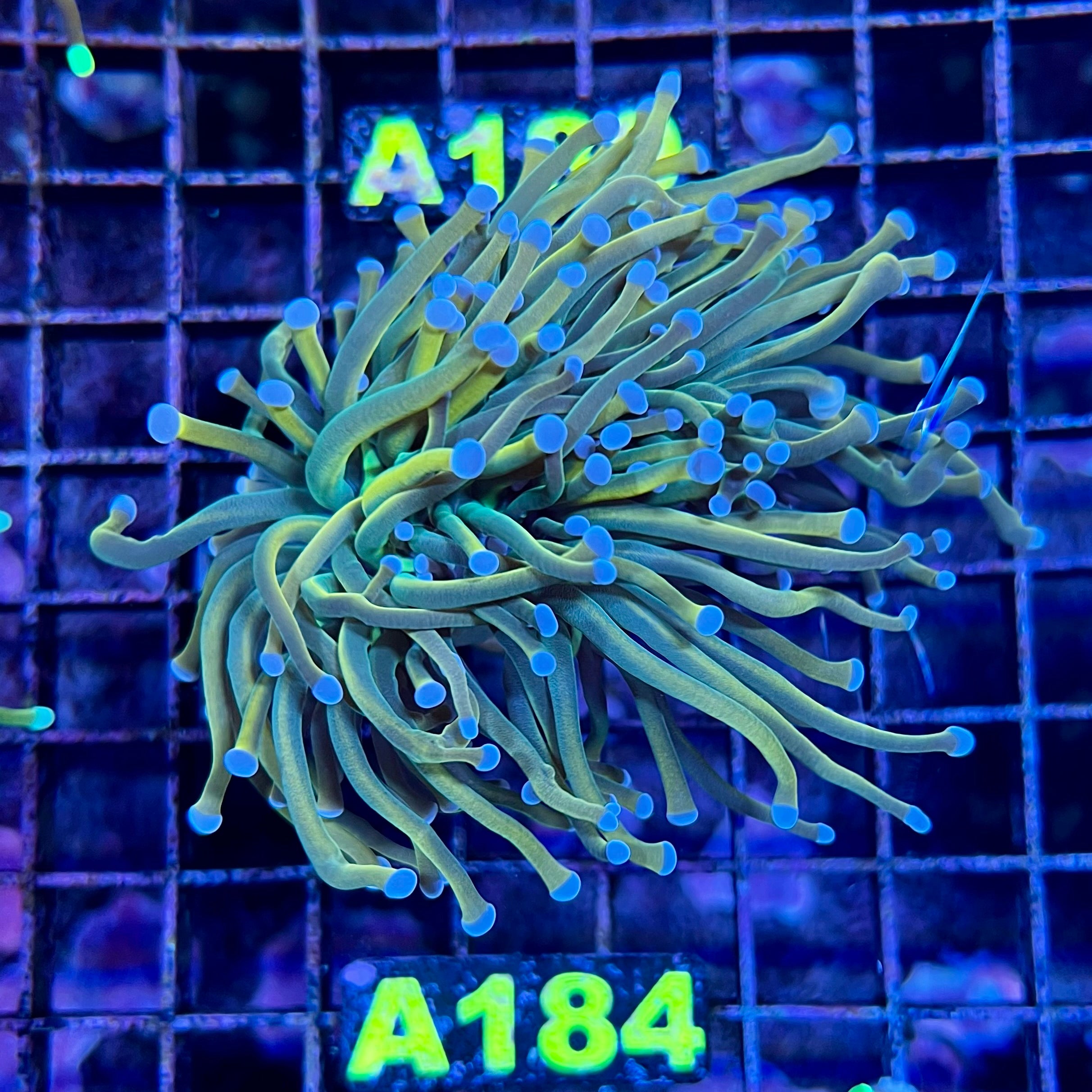 Reverse Holy Grail Torch