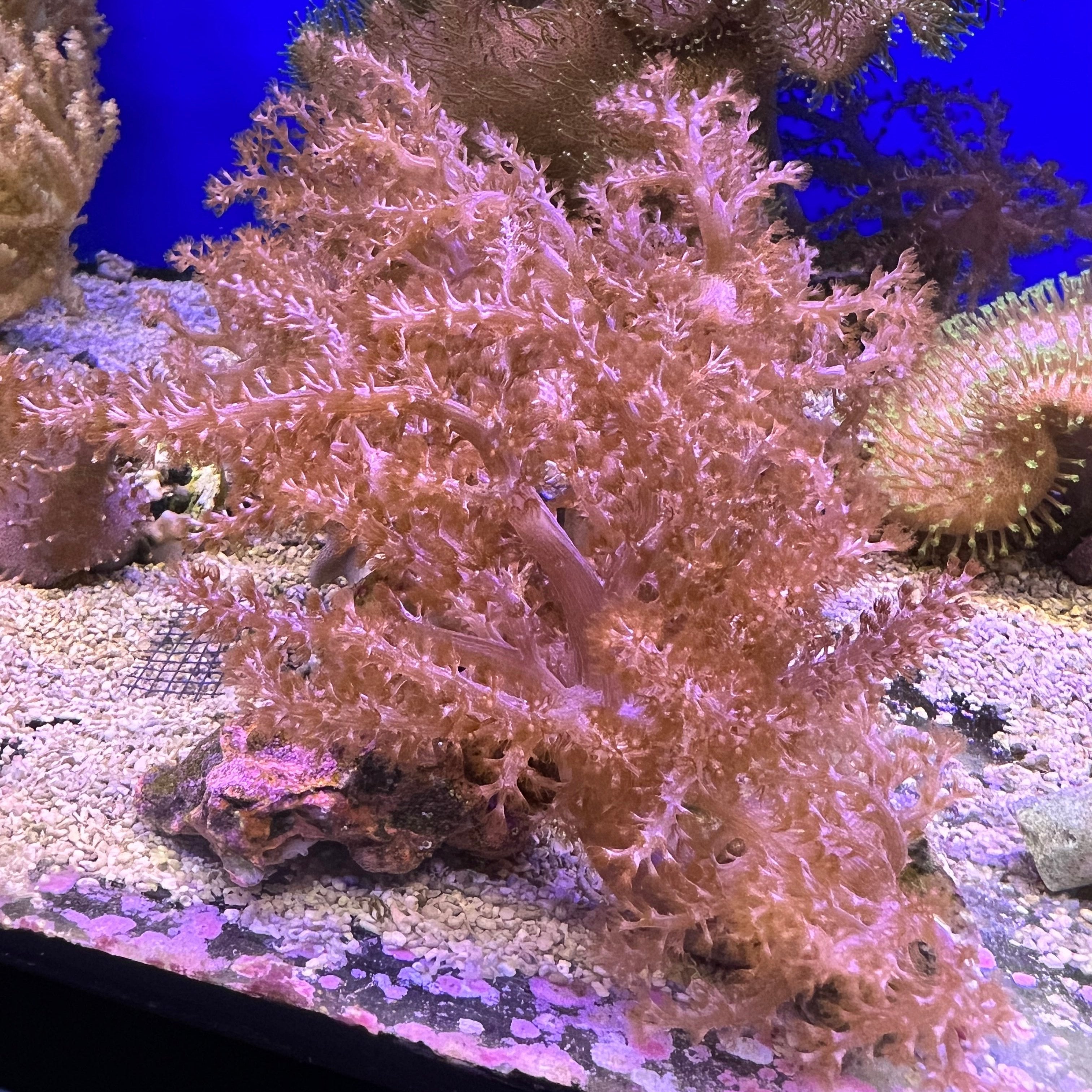 Kenya Tree