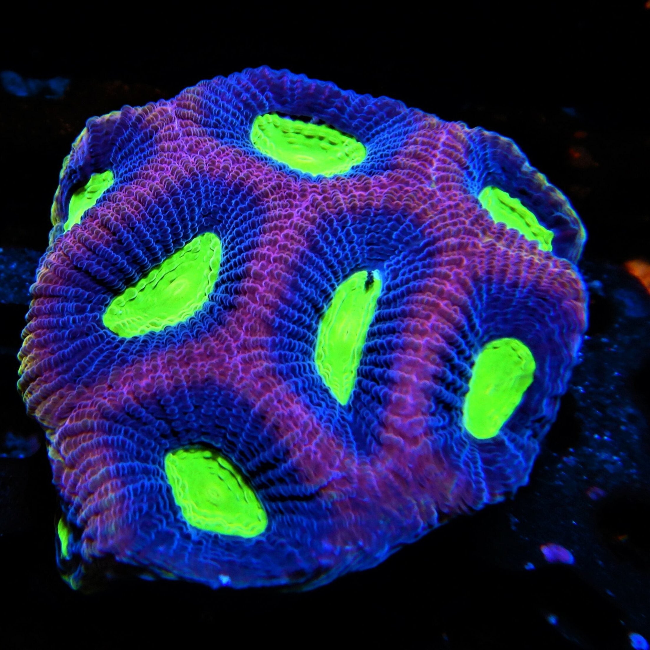Dragon Soul Favia