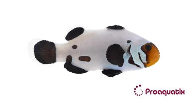 Dalmatian Clown Fish (Captive bred ProAquatix)