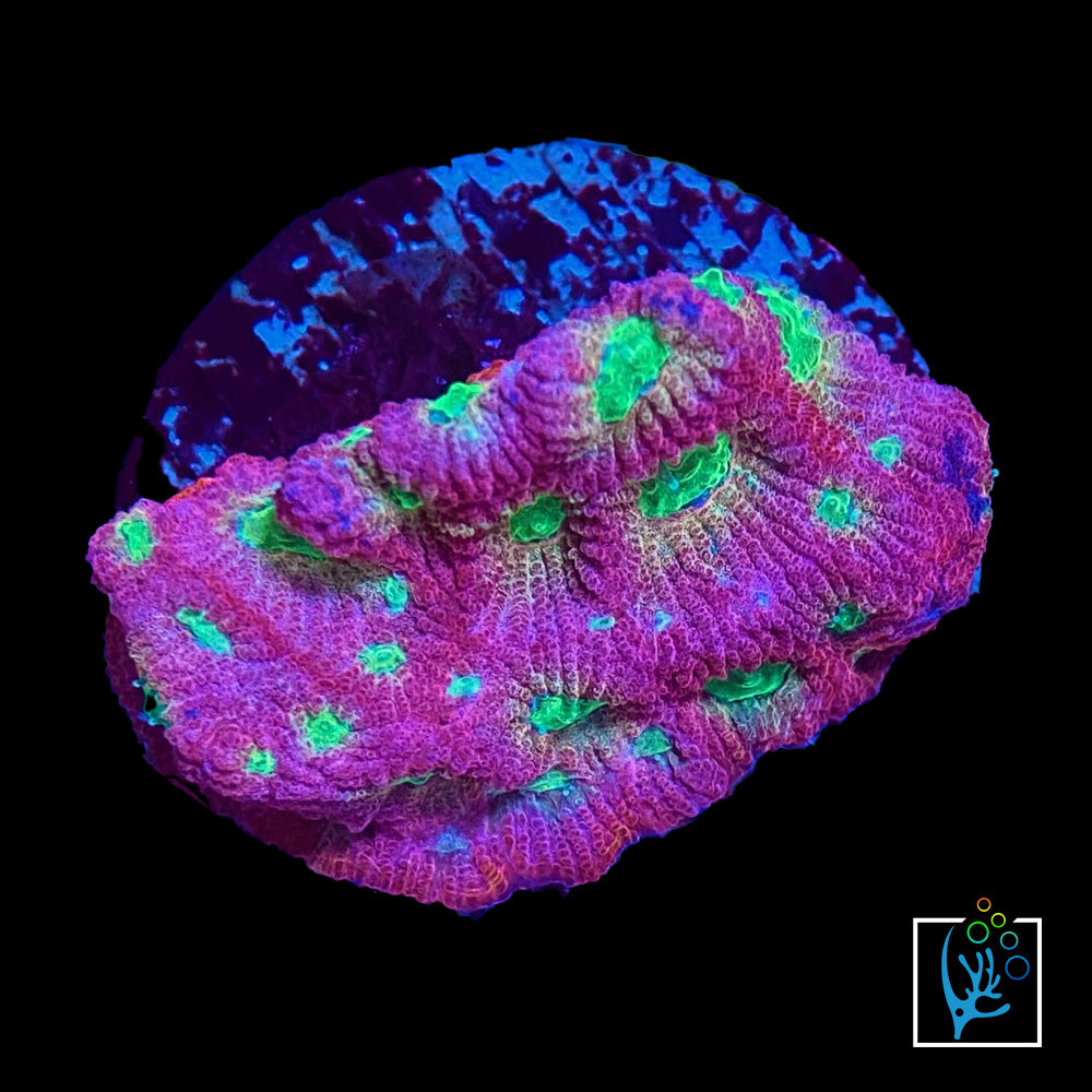 Dayglow Favia