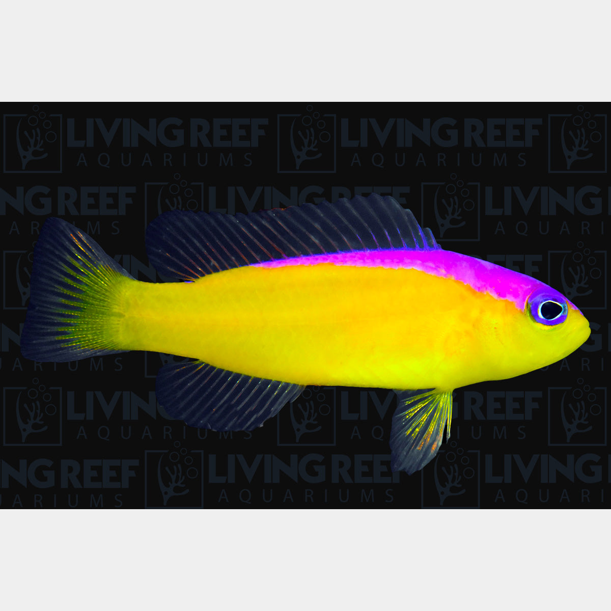 Diadem Dottyback