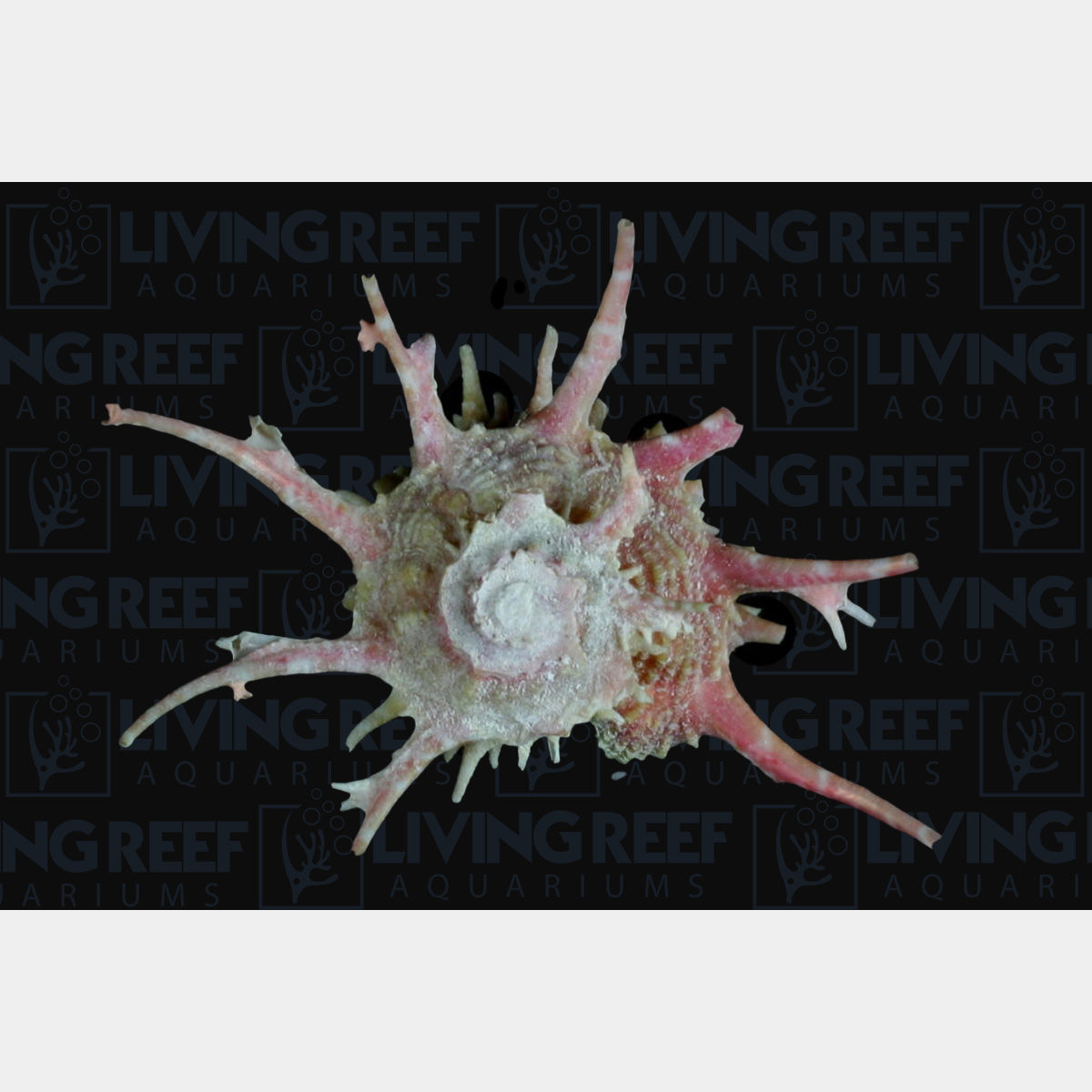Dragon Thorn Turbo Snail