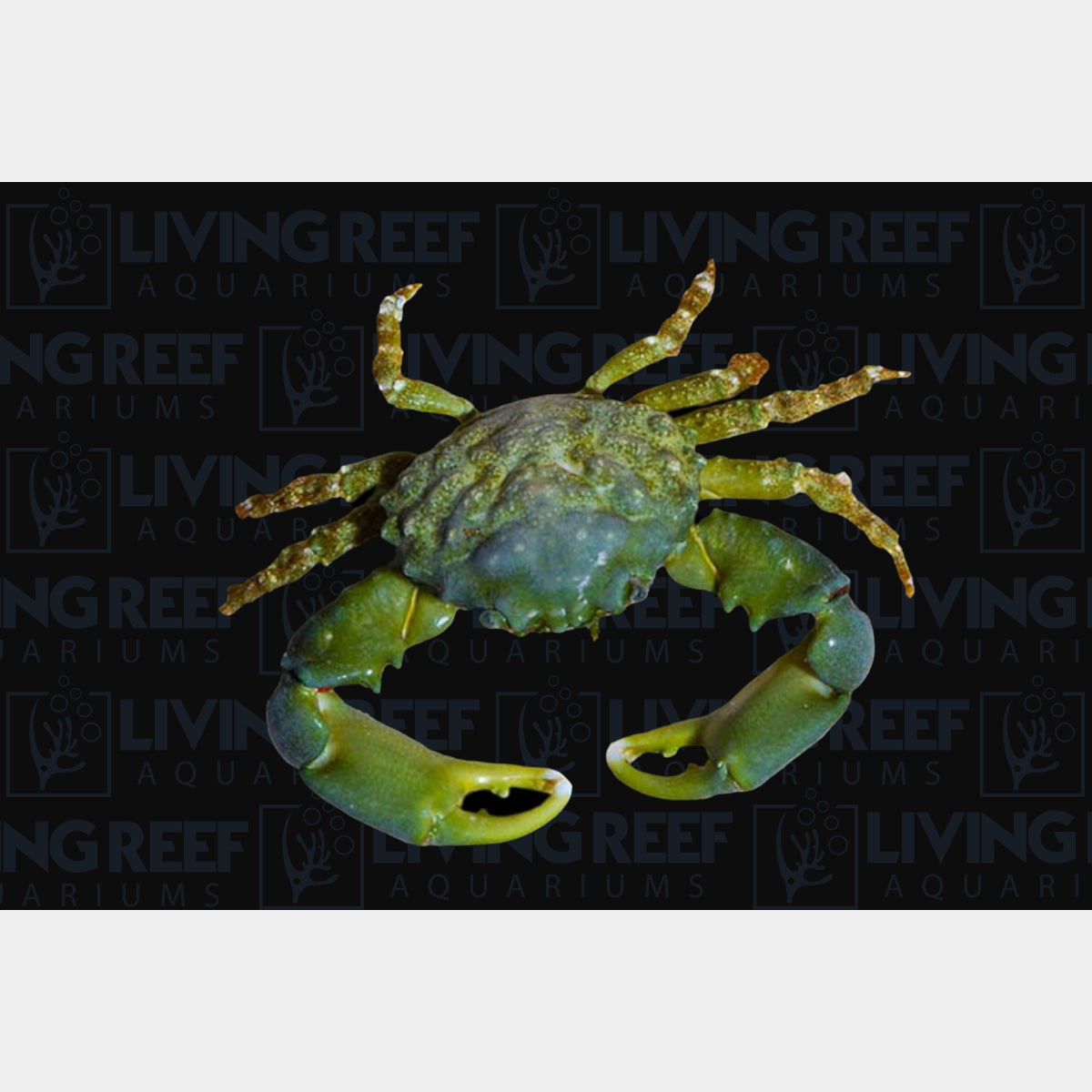 Green Emerald Crab