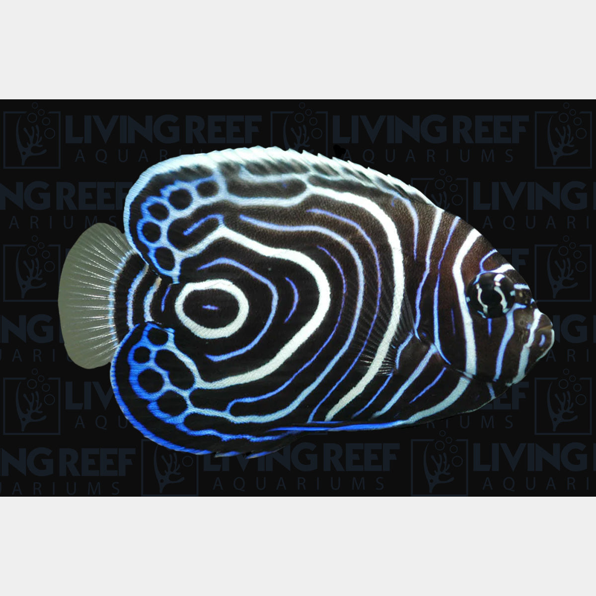 Emperor Angel