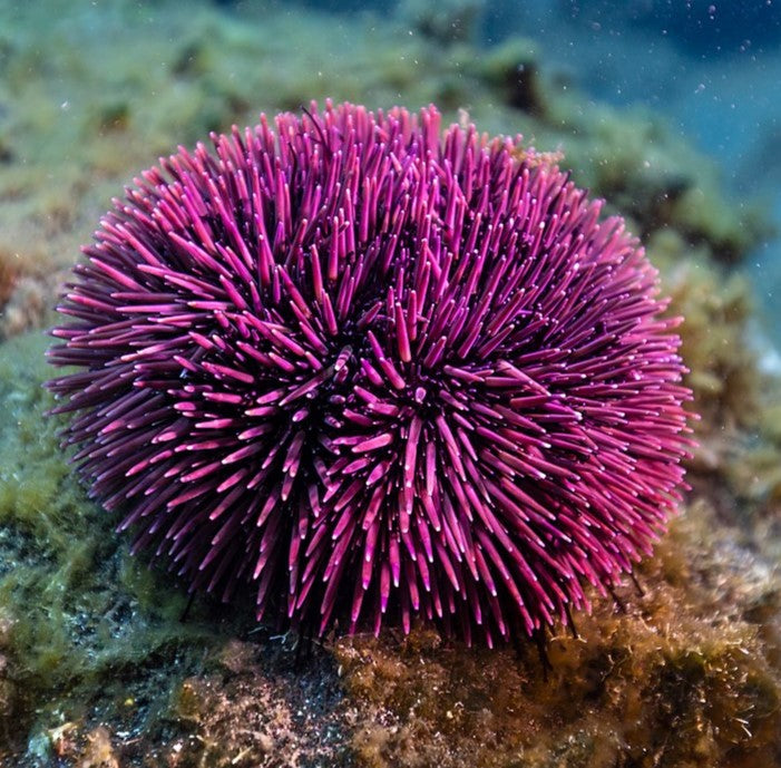 Purple Collector Urchin