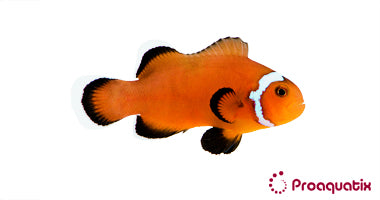 Extreme Misbar Mocha Clown fish (Captive bred ProAquatix)