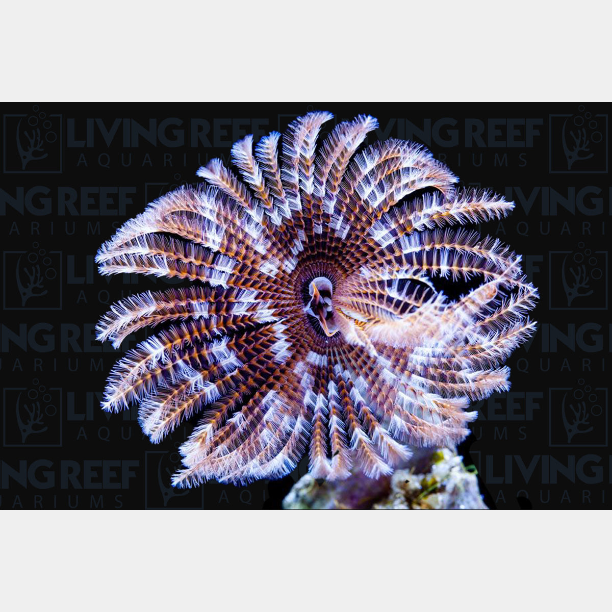 Feather Duster