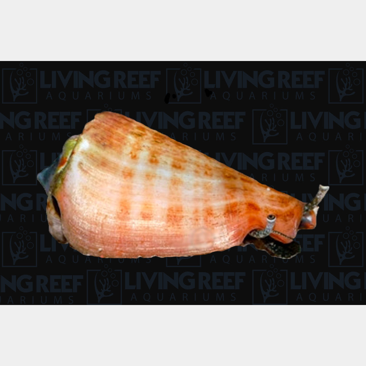 Fighting Conch