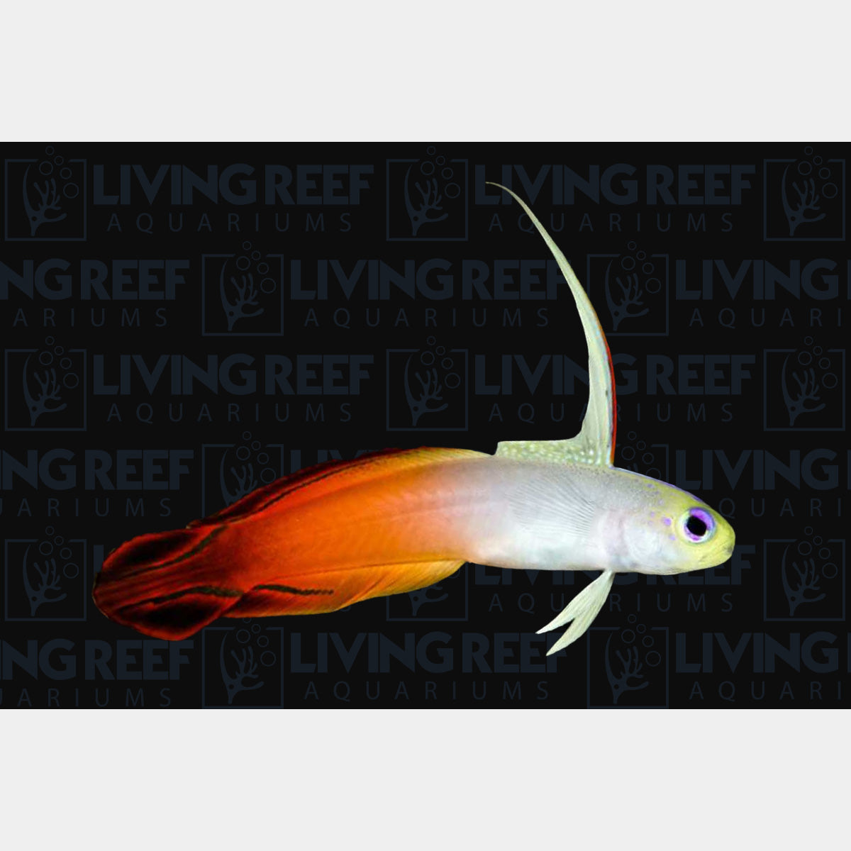Firefish