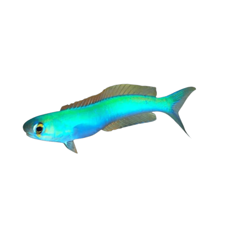 Flashing Tilefish
