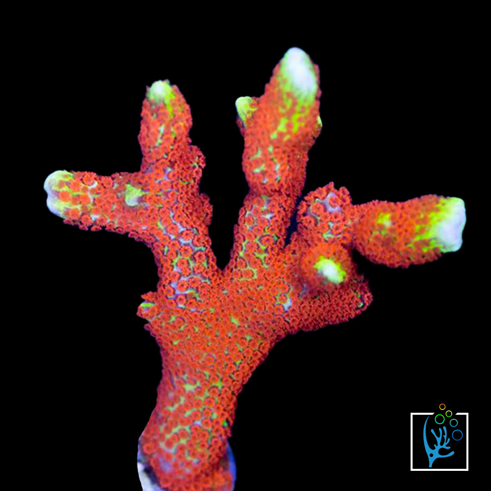 Forest Fire Montipora Digi