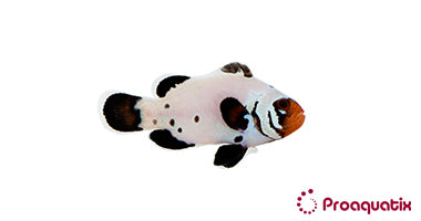 Frostbite Clownfish