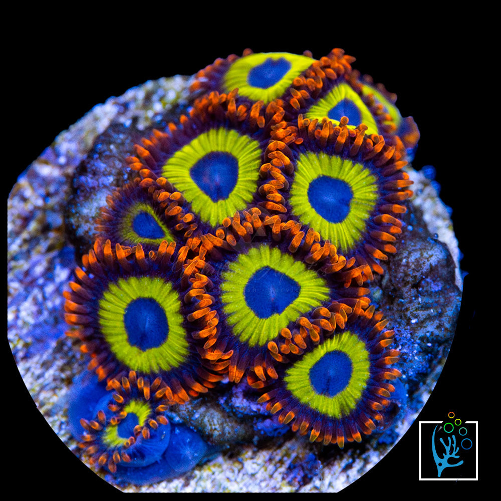 Fruit Loops Zoa