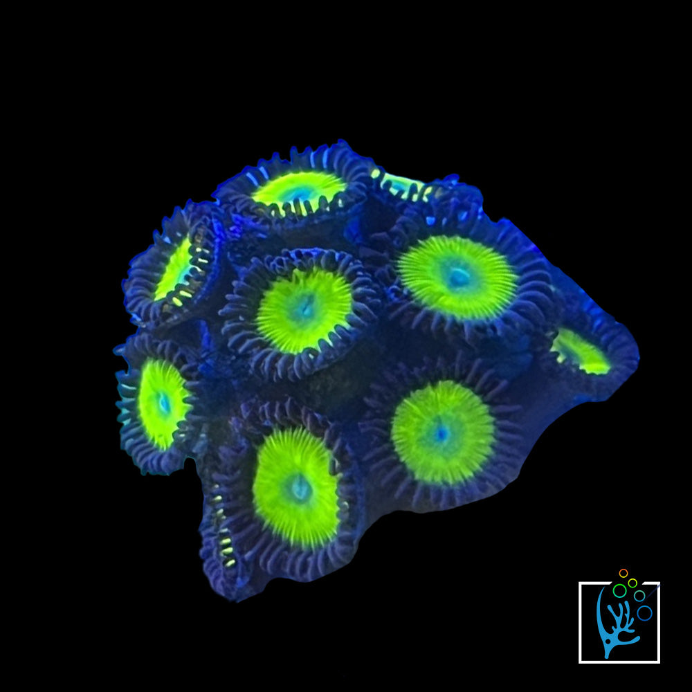 Green Apple Zoa