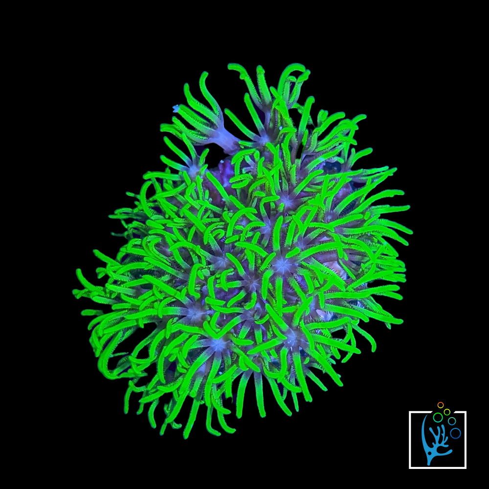 Green Star Polyp