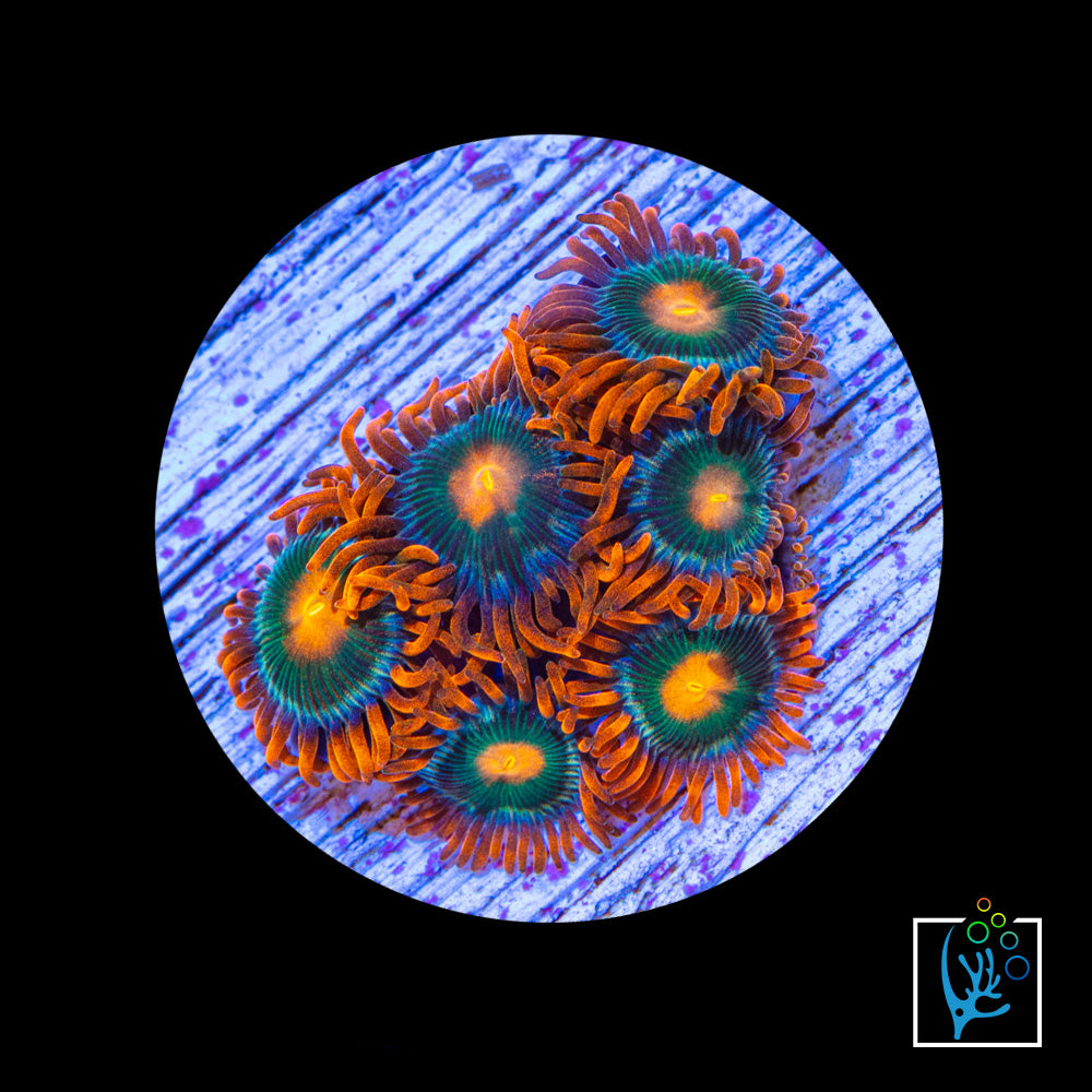 Gatorade Zoa