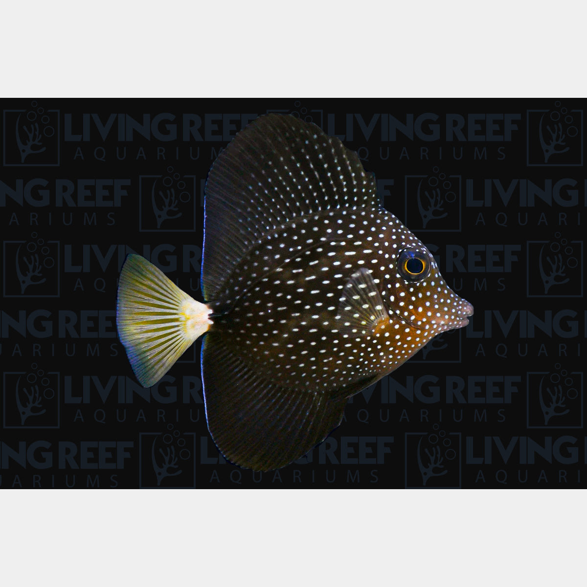 Gem Tang