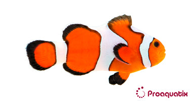 Gladiator/DaVinci Clown Fish