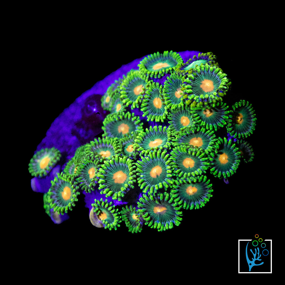 Green Bay Packers Zoa