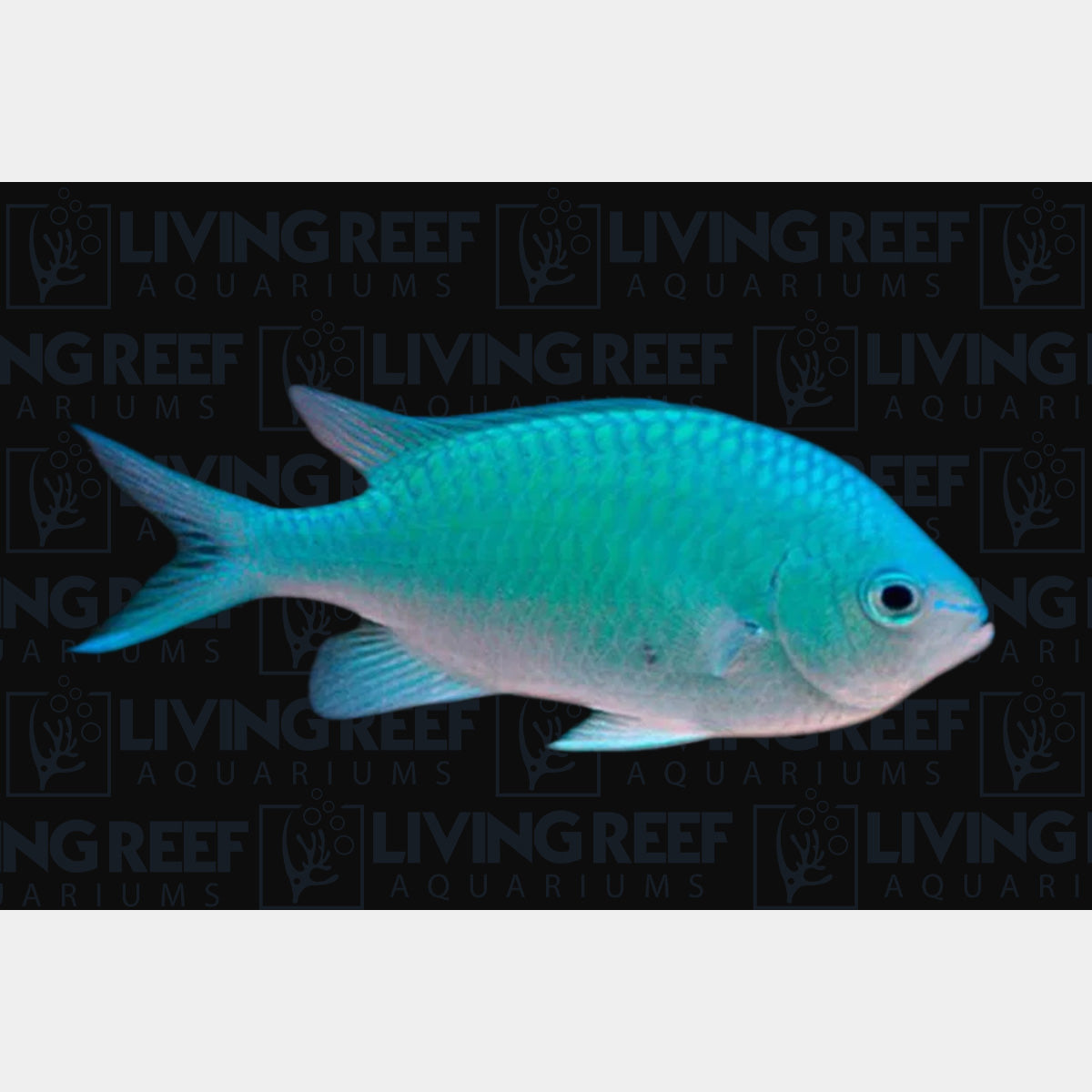 Green Chromis
