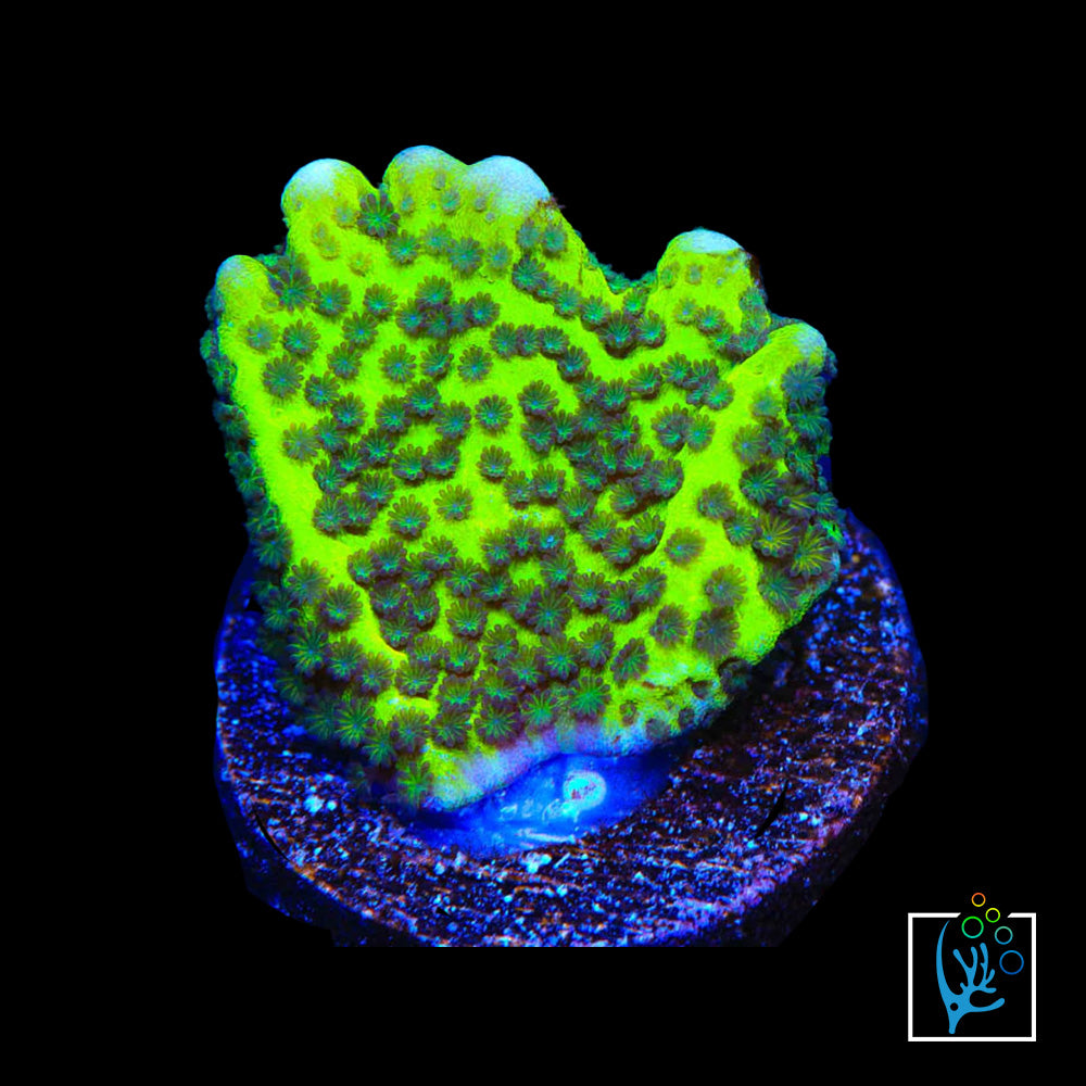 Green Spongodes Montipora