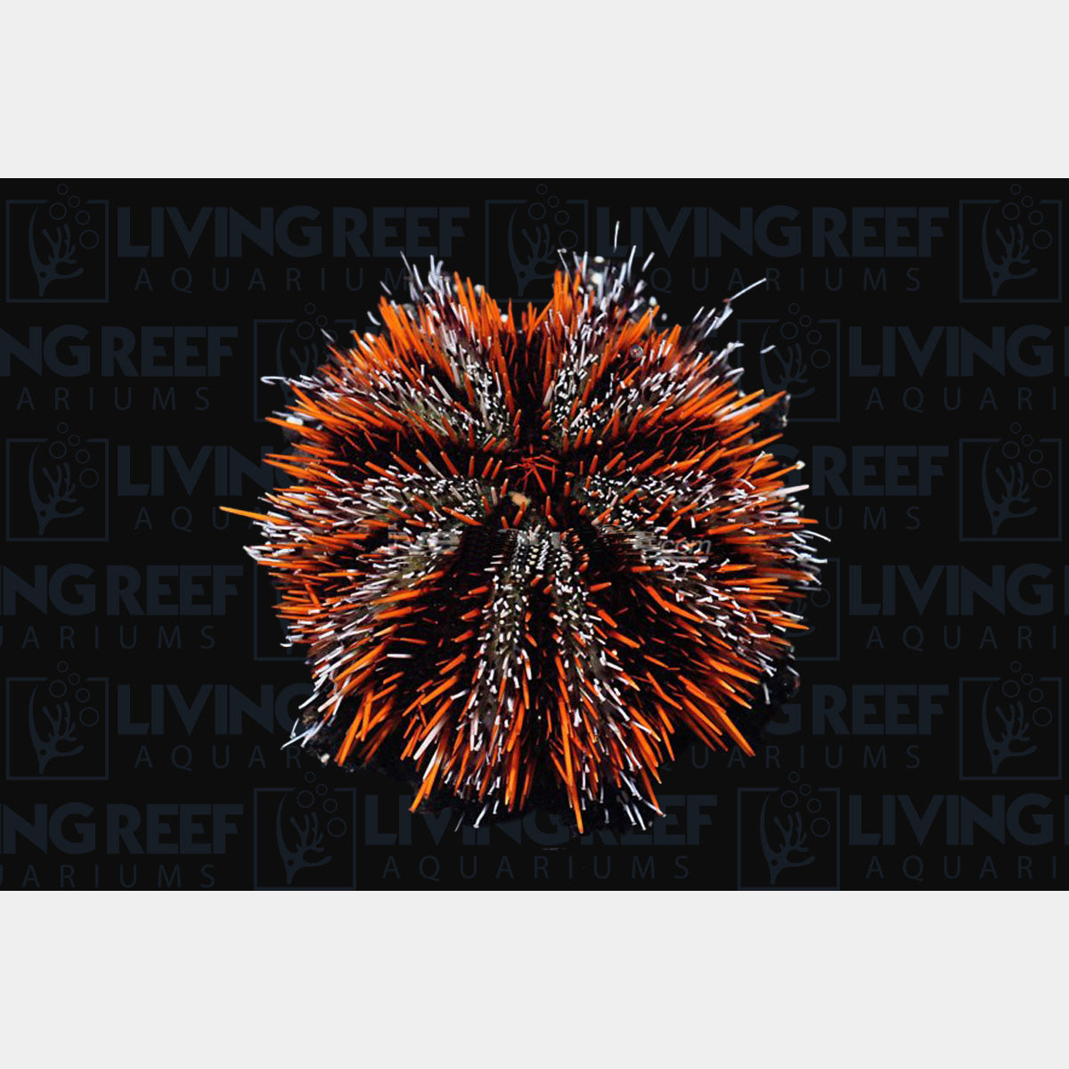 Halloween Urchin