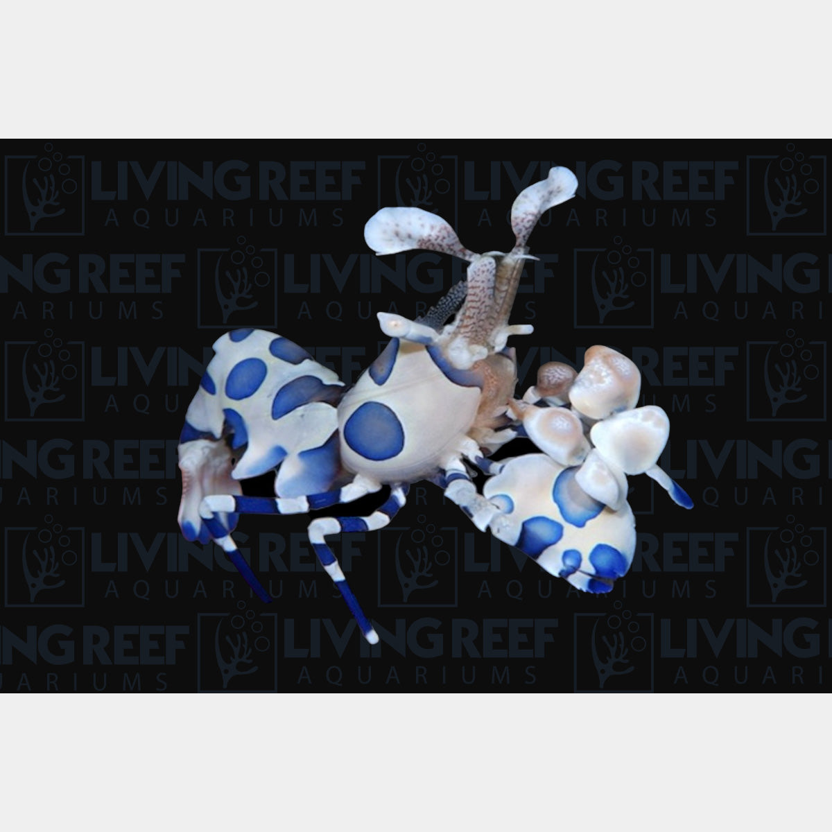Harlequin Shrimp
