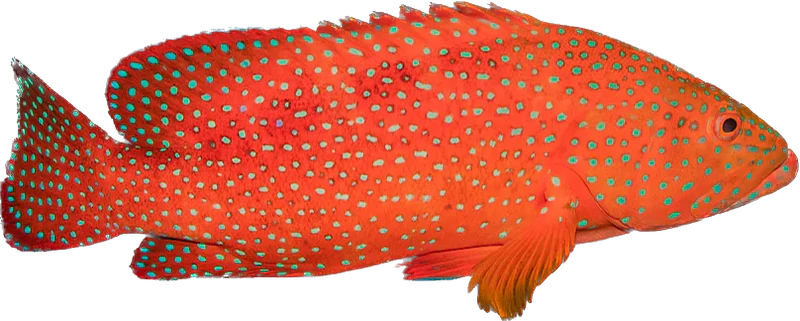 Miniatas Grouper