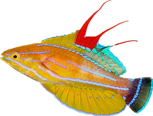 Yellowfin Flasher wrasse