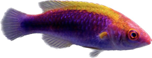 Lubbocks Wrasse