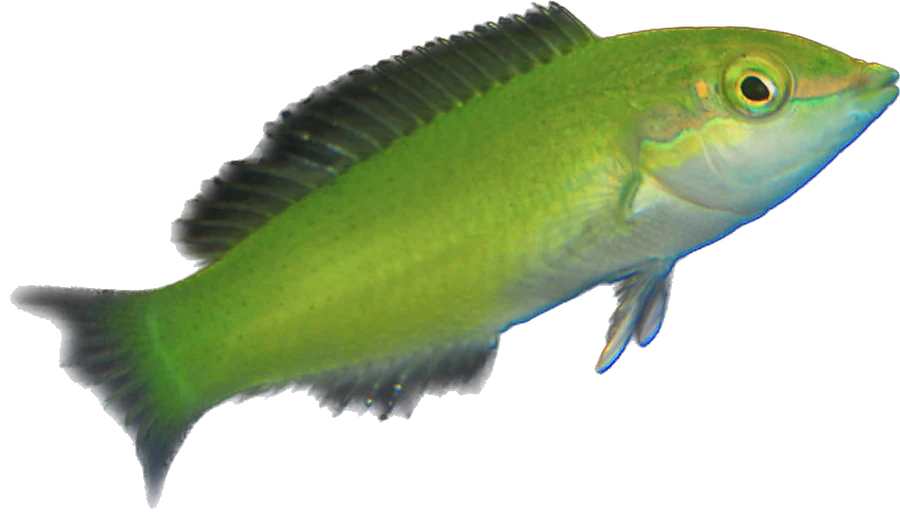 Green Coris Wrasse