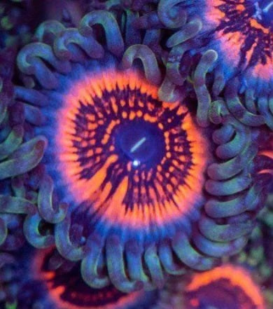 Armor of Gods Zoa