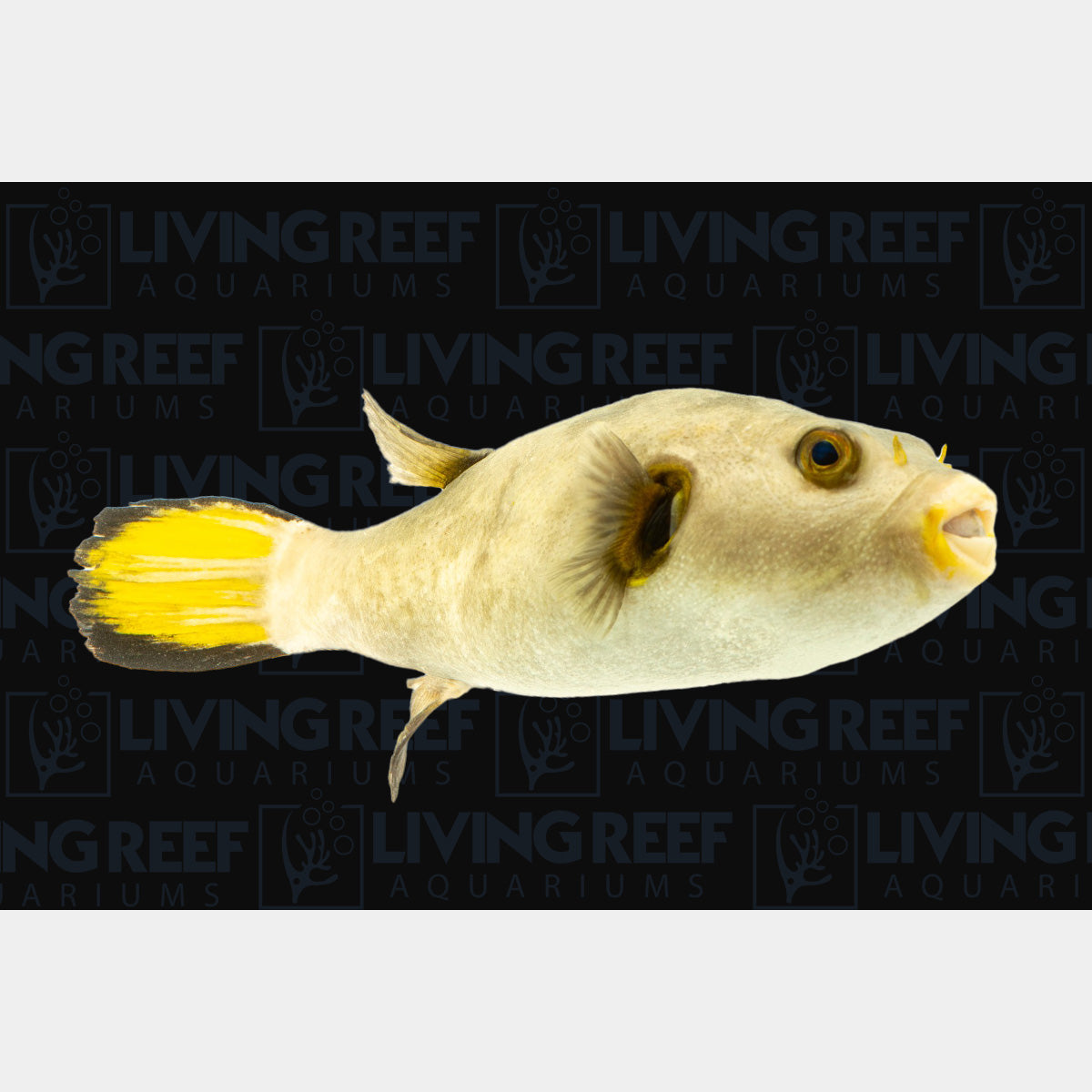 Immaculate Puffer